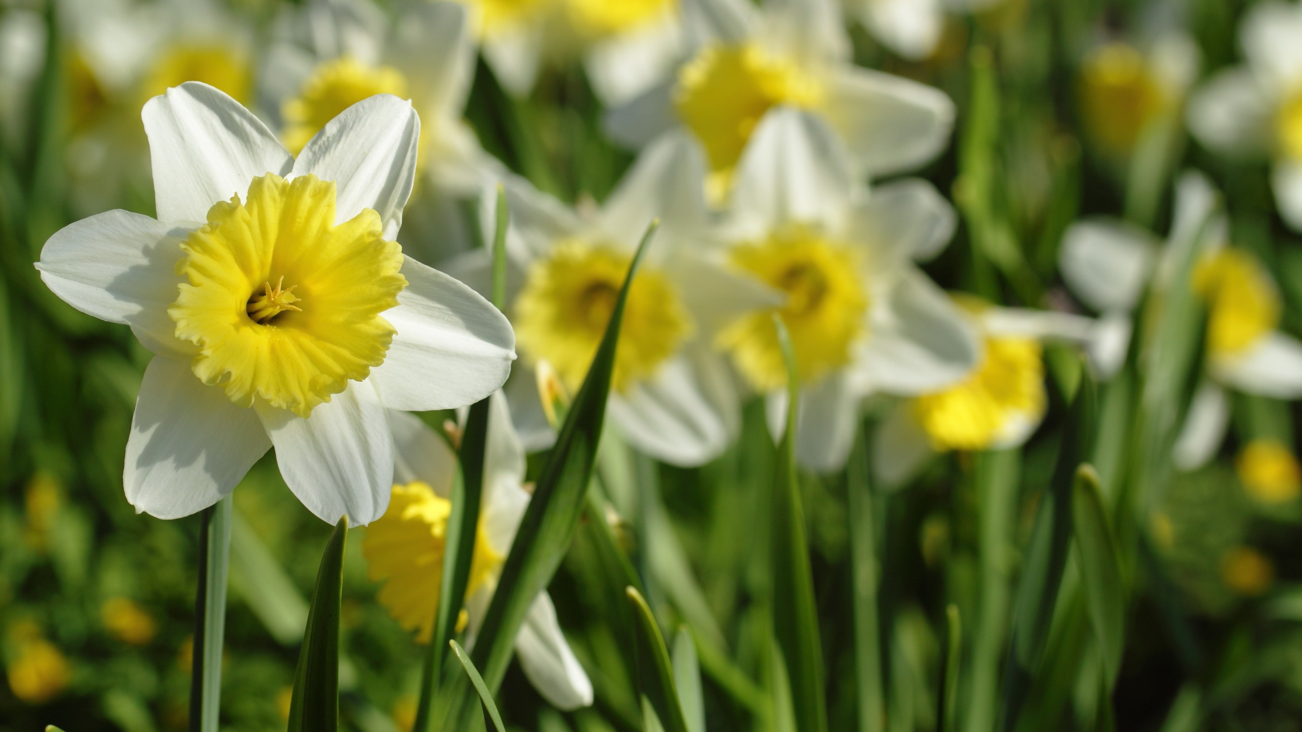 Standing Out Narcissus Free Website Background Image