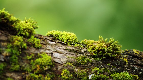 Bark With Moss Free Website Background Image