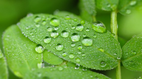 Water Drop Pearls On Green Leaves Free Website Background Image