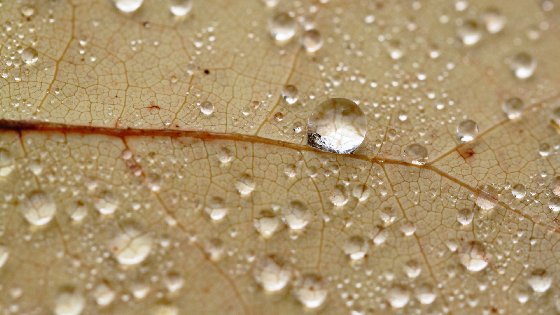 Water Drops On A Leaf Free Website Background Image