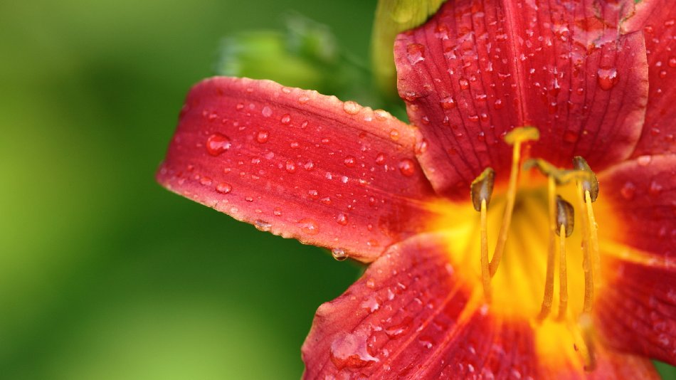 Lily With Water Drops Free Website Background Image