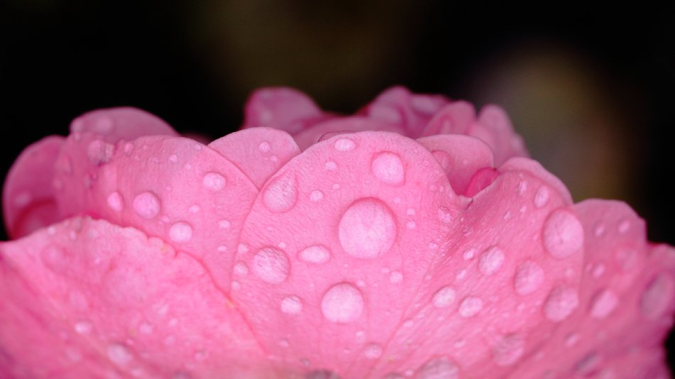 Pink Rose Petals With Water Drops Free Website Background Image