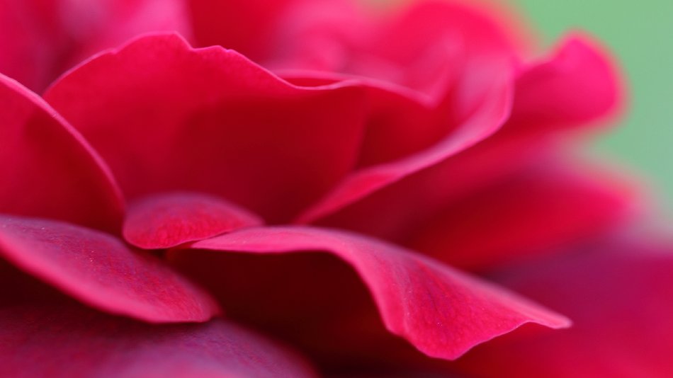Red Rose Petals Free Website Background Image