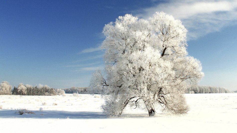 Winter Tree On A Cold Winter Day Free Website Background Image