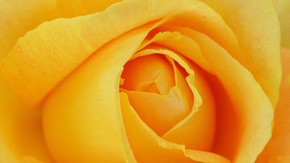 Yellow Rose Petals Free Website Background Image